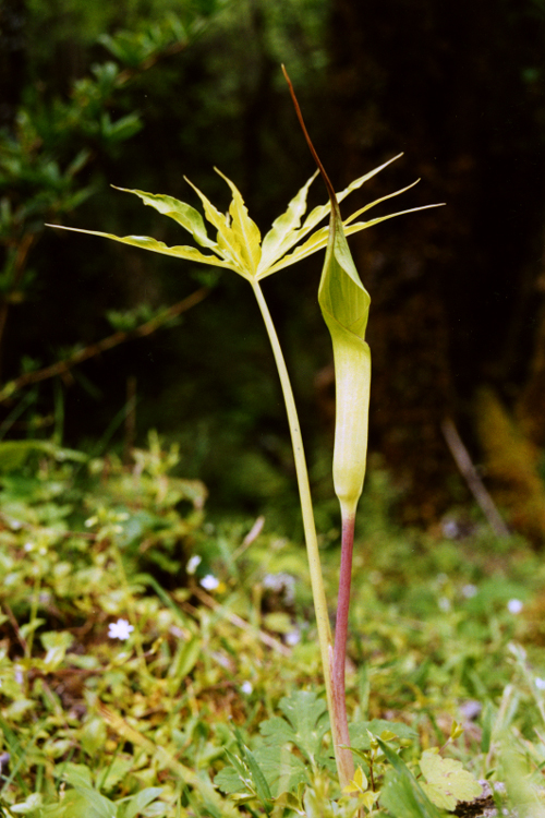Arisaema erubescens (Araceae)