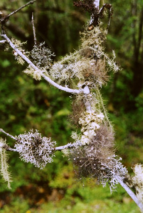 Lichens on twigs