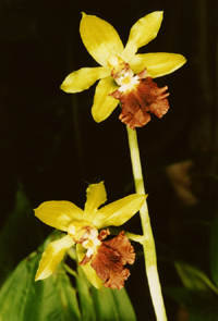 Calanthe tricarinata (Orchidaceae)