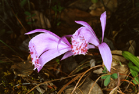 Pleione yunnanensis (Orchidaceae)