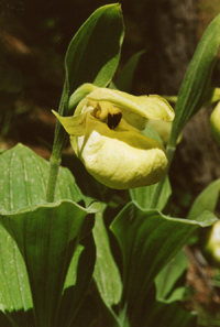 Cypripedium flavum (Orchidaceae)