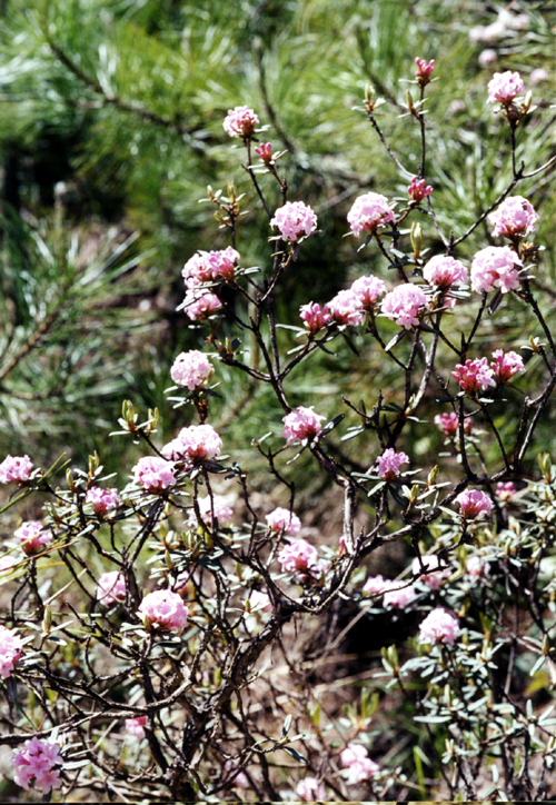 Rhododendron cephalanthum (Ericaceae)