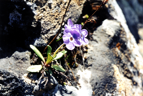 Primula ?minor (Primulaceae)