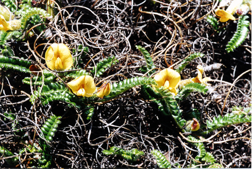 Chesneya polystichoides (Fabaceae)