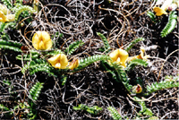 Chesneya polystichoides (Fabaceae)