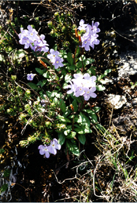 Primula ?calliantha (Primulaceae)