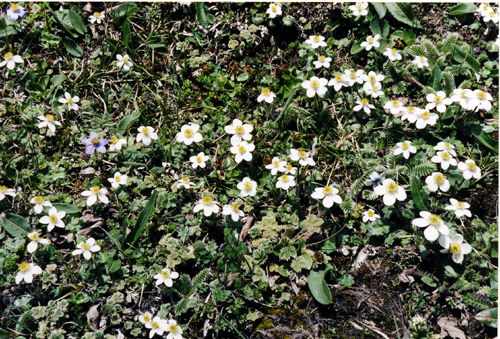 Anemone rupicola (Ranunculaceae)