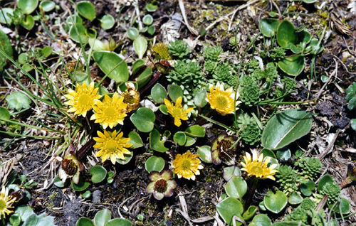 Oxygraphis glacialis (Ranunculaceae)