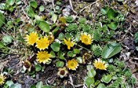 Oxygraphis glacialis (Ranunculaceae)