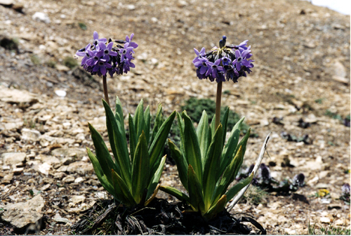 Primula chionantha (Primulaceae)