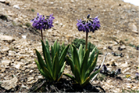 Primula chionantha (Primulaceae)