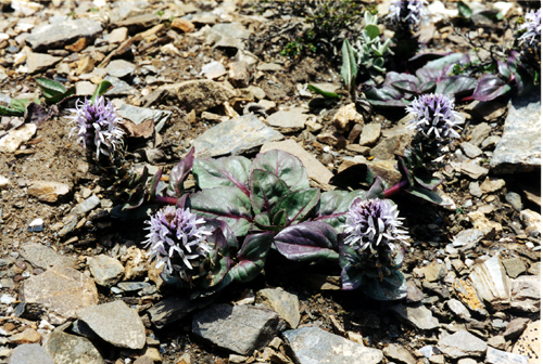 Lagotis yunnanensis (Scrophulariaceae)