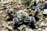 Lagotis yunnanensis (Scrophulariaceae)