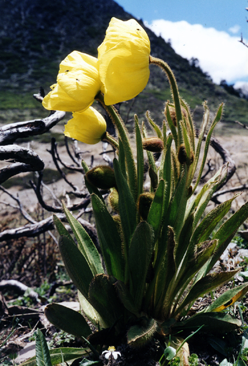 Meconopsis integrifolia (Papaveraceae)