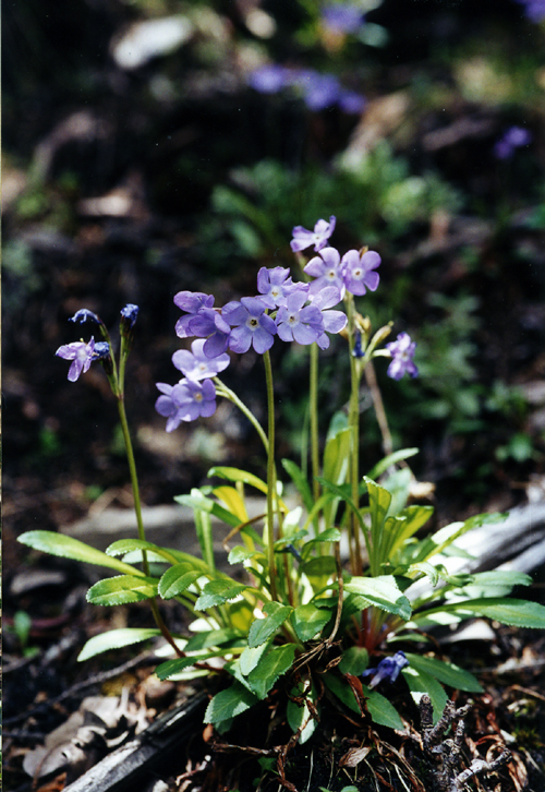 Primula ?calliantha (Primulaceae)