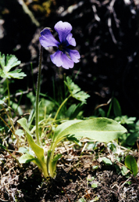 Omphalogramma vinciflorum (Primulaceae)