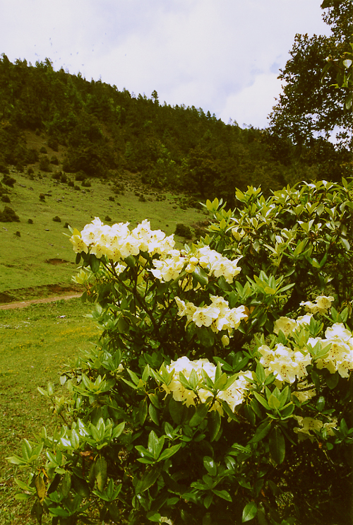 Rhododendron sp. (Ericaceae)