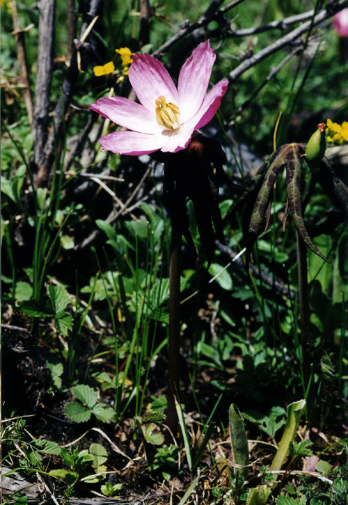 Podophyllum emodi (Berberidaceae)