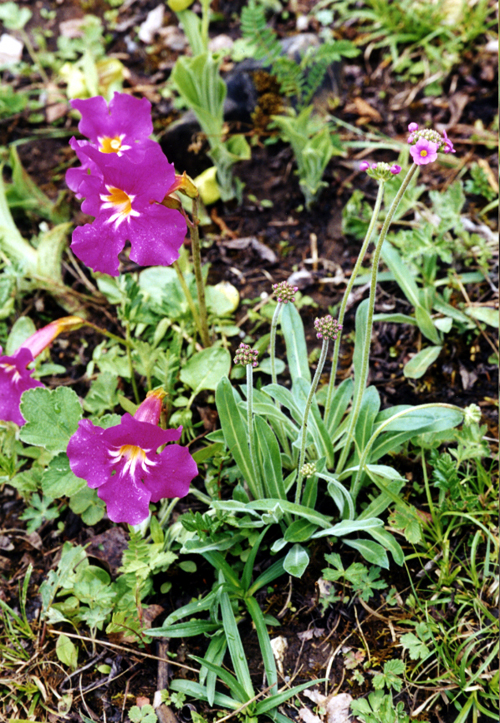 Incarvillea zhongdianensis (Bignoniaceae) and<br>Androsace spinulifera (Primulaceae)