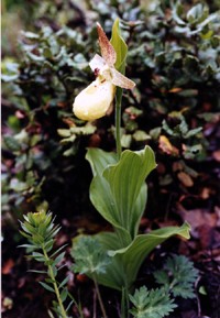 Cypripedium flavum (Orchidaceae)