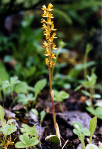 Oreorchis erythrochrysea (Orchidaceae)