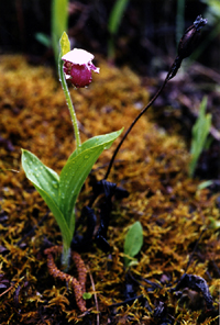 Cypripedium guttatum (Orchidaceae)