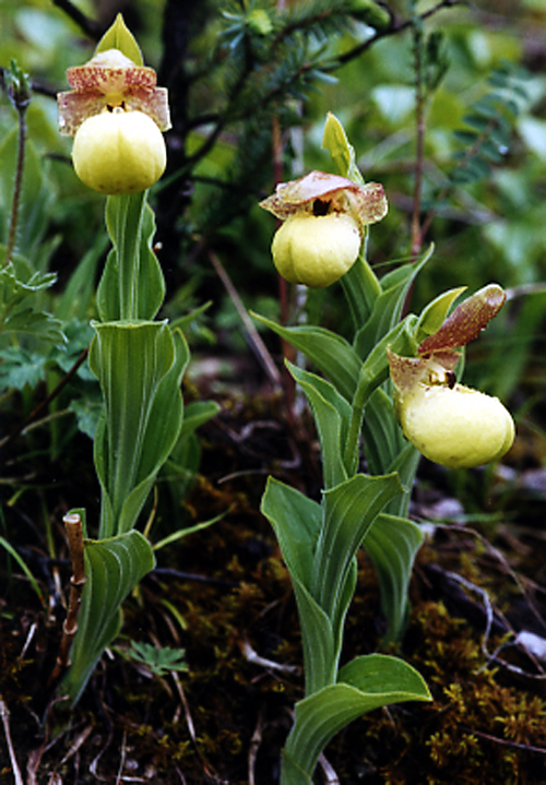 Cypripedium flavum (Orchidaceae)