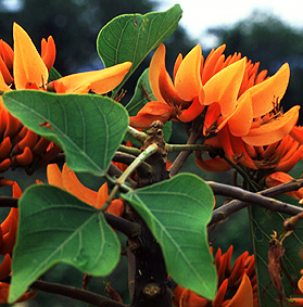 Erythrina