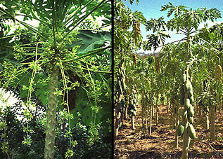 Papaya
