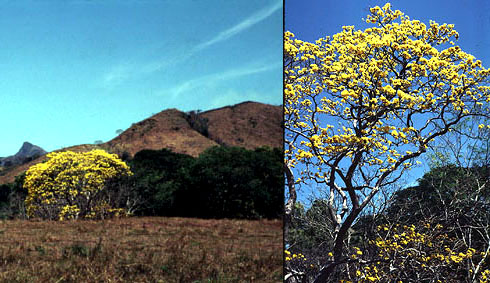 Tabebuia sp.