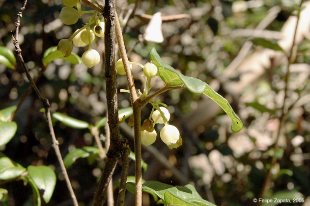 Lardizabalaceae flowers