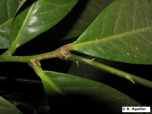 Moutabea petiole