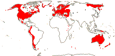 <i>Montiaceae