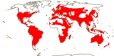 Scrophulariaceae