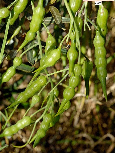 Raphanus fruit