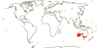 <i>Haloragodendron</i>, etc.