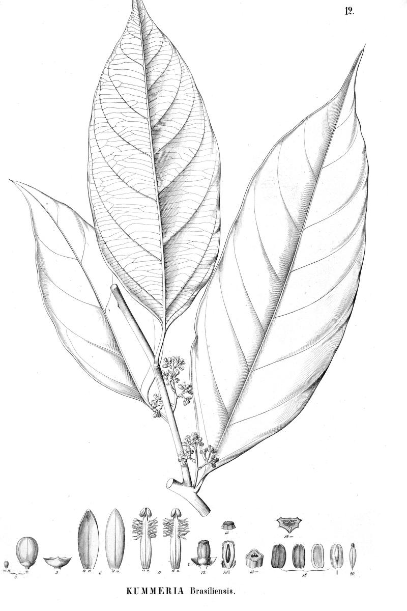 Aquifoliales