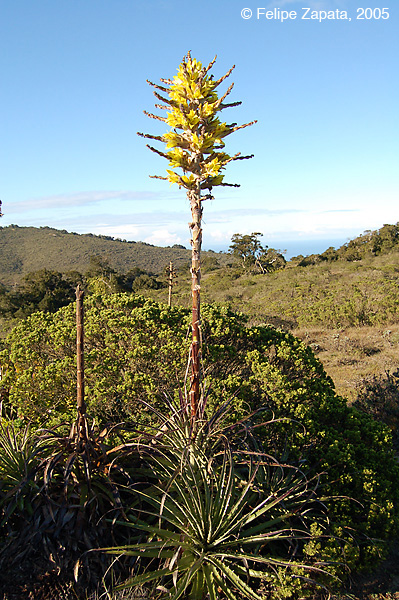 habit
