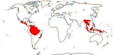 Emmotum group