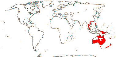 Lomandra and Laxmannia groups