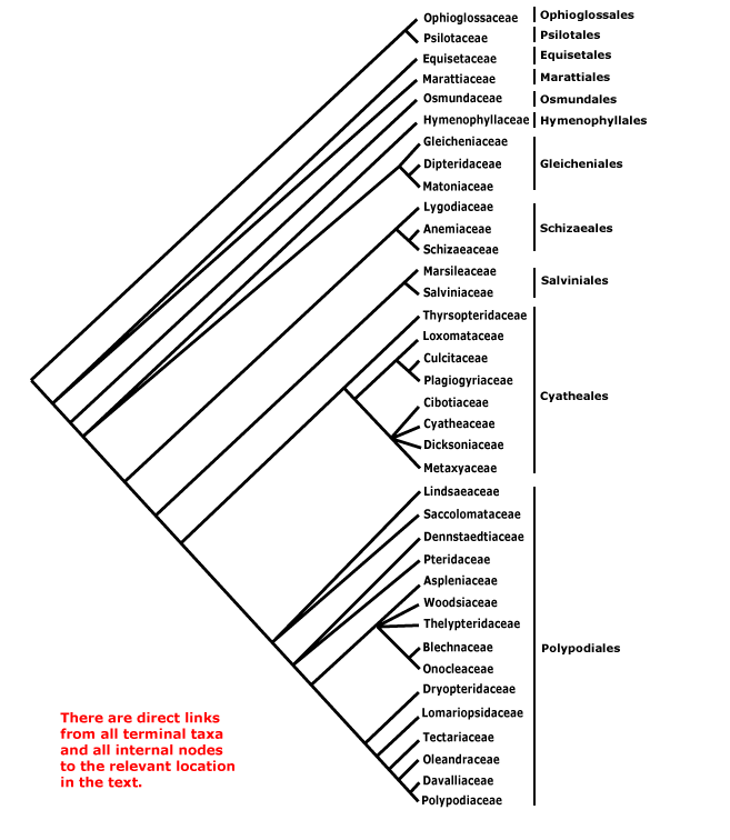 vascular plant cladogram