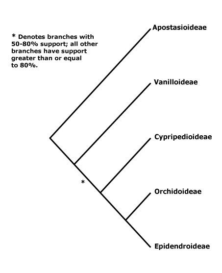 Orchidaceae tree