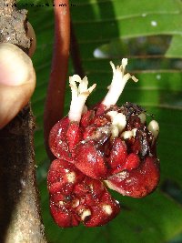 Psychotria megalopus, Mahenge