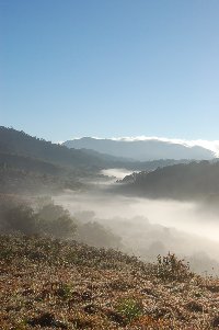 Morning Mists
