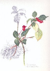 Impatiens ulugurensis, Kateya
