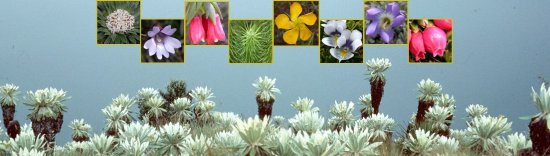 P�ramo Flora