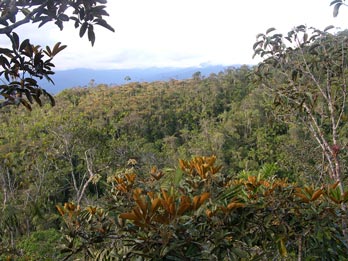 Bosque de Tepui Yunkumas