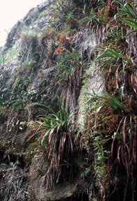 Cóndor Sandstone
