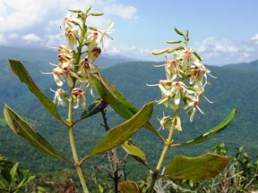 Retiniphyllum tepuiense (Rubiaceae), 
disyunto de las regiones de Guayana de Venezuela