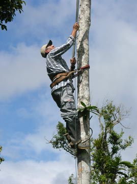 El estudiante Ecuatoriano, Wilson Quizhpe, usando cuerdas y equipo a subir el rbol, y postes para colectar las hoja del rbol